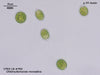 UTEX LB 760 Chlamydomonas monadina | UTEX Culture Collection of Algae
