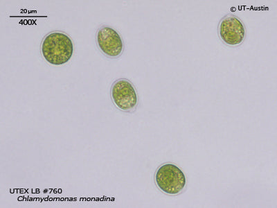 <strong>UTEX LB 760</strong> <br><i>Chlamydomonas monadina</i>
