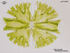UTEX LB 766 Micrasterias fimbriata | UTEX Culture Collection of Algae