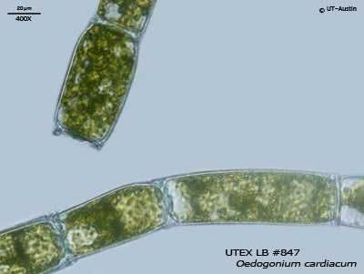 <strong>UTEX LB 847</strong> <br><i>Oedogonium cardiacum</i>
