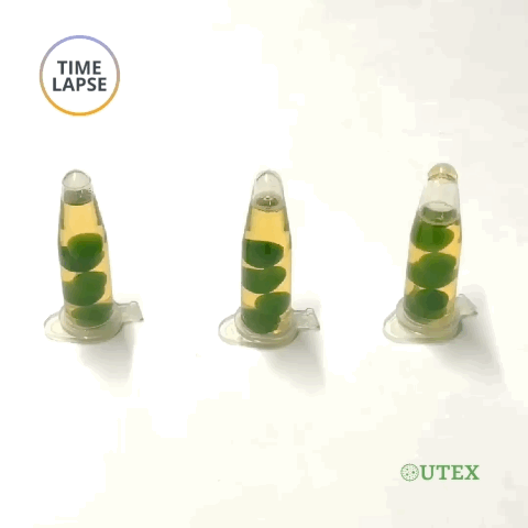 Time lapse of algae beads in microtubes | UTEX Culture Collection of Algae