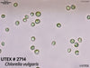 UTEX 2714 Chlorella vulgaris | UTEX Culture Collection of Algae