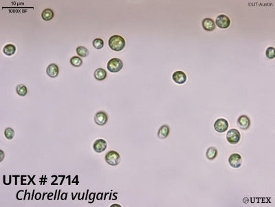 <strong>UTEX 2714</strong> <br><i>Chlorella vulgaris</i>