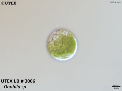 <strong>UTEX LB 3006</strong> <br><i>Oophila sp.</i>