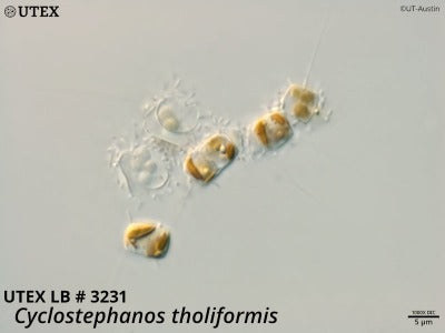 <strong>UTEX LB 3231</strong> <br><i>Cyclostephanos tholiformis</i>