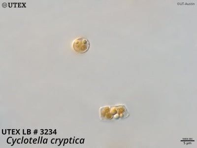 UTEX LB 3234 Cyclotella cryptica | UTEX Culture Collection of Algae