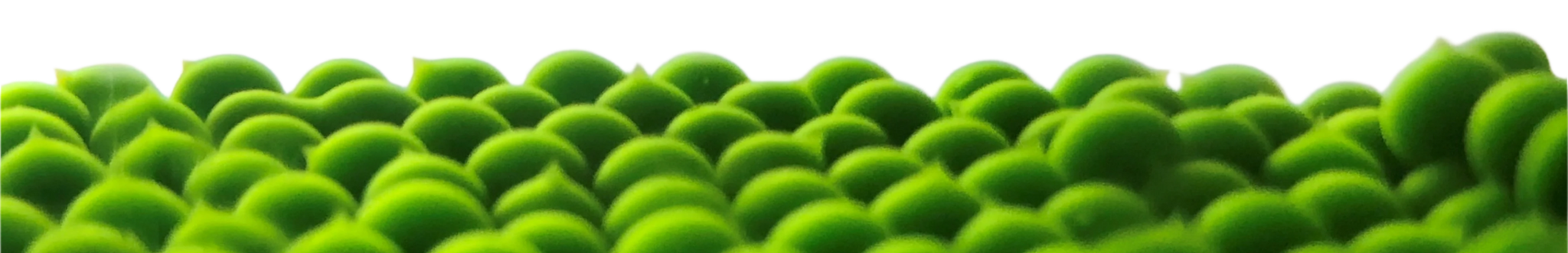 Algae beads in tissue flask | UTEX Culture Collection of Algae