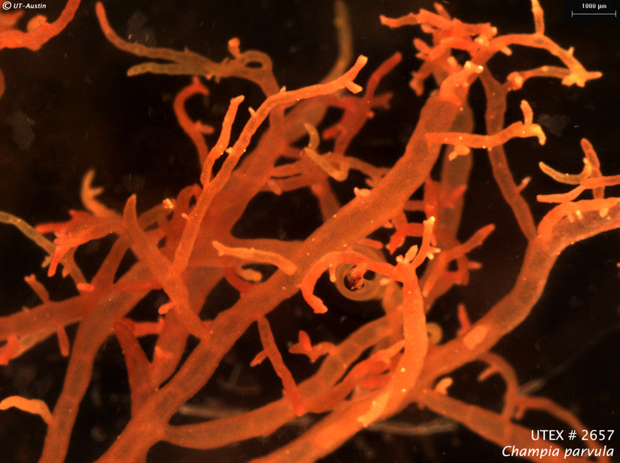 UTEX LB 2566 Pterocladia capillacea | UTEX Culture Collection of Algae