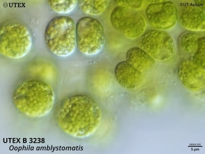 <strong>UTEX B 3238</strong> <br><i>Oophila amblystomatis</i>