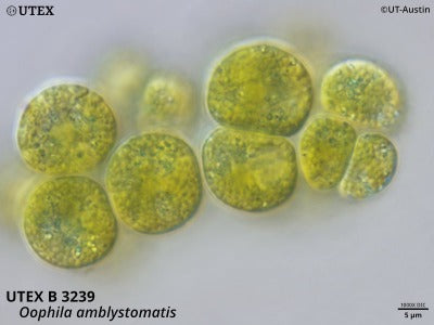 <strong>UTEX B 3239</strong> <br><i>Oophila amblystomatis</i>
