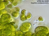 Gelatinous envelope surrounding multiple cells | UTEX B 3239 Oophila amblystomatis | UTEX Culture Collection of Algae