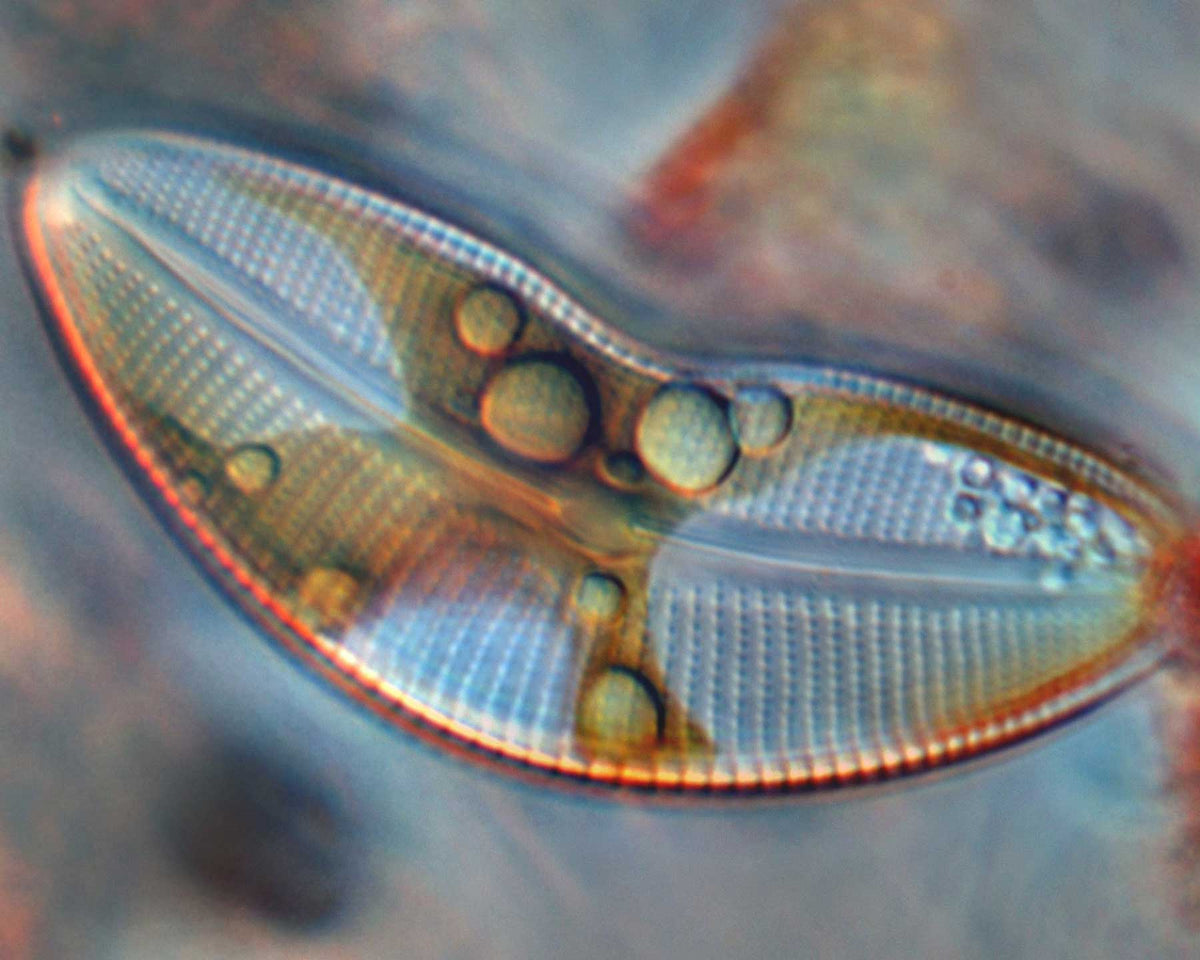 Unique Algal Collections Available at UTEX - UTEX Culture Collection of ...