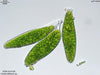 UTEX LB 100 Centrosphaera sp. | UTEX Culture Collection of Algae