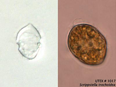 UTEX LB 1017 Scrippsiella trochoidea | UTEX Culture Collection of Algae