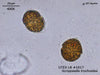 UTEX LB 1017 Scrippsiella trochoidea | UTEX Culture Collection of Algae