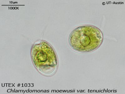 UTEX 1033 Chlamydomonas moewusii var. tenuichloris | UTEX Culture Collection of Algae
