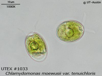 <strong>UTEX 1033</strong> <br><i>Chlamydomonas moewusii var. tenuichloris</i>