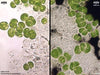 UTEX B 104 Hormotilopsis gelatinosa | UTEX Culture Collection of Algae