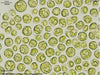 UTEX 1054 Chlamydomonas moewusii var. microstigmata | UTEX Culture Collection of Algae