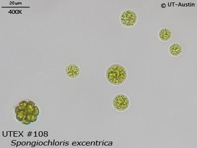 <strong>UTEX B 108</strong> <br><i>Spongiochloris excentrica</i>