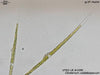 UTEX LB 1090 Closterium costatosporum | UTEX Culture Collection of Algae