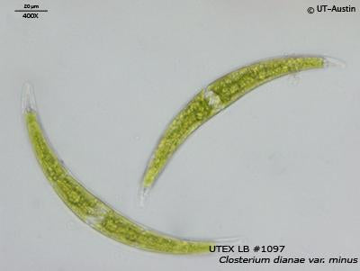 UTEX LB 1097 Closterium dianae var. minus | UTEX Culture Collection of Algae