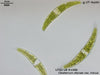 UTEX LB 1098 Closterium dianae var. minus | UTEX Culture Collection of Algae
