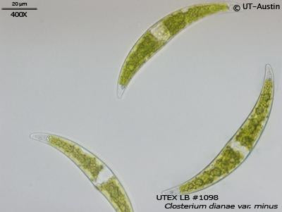 <strong>UTEX LB 1098</strong> <br><i>Closterium dianae var. minus</i>