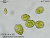 UTEX LB 111 Characium saccatum | UTEX Culture Collection of Algae