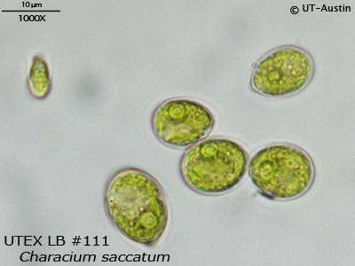 <strong>UTEX LB 111</strong> <br><i>Characium saccatum</i>