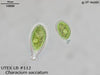 UTEX LB 112 Characium saccatum | UTEX Culture Collection of Algae