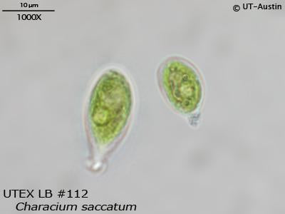 <strong>UTEX LB 112</strong> <br><i>Characium saccatum</i>