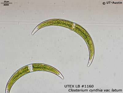 <strong>UTEX LB 1160</strong> <br><i>Closterium cynthia var. latum</i>