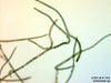 UTEX LB 1163 Scytonema sp. | UTEX Culture Collection of Algae