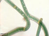UTEX LB 1163 Scytonema sp. | UTEX Culture Collection of Algae