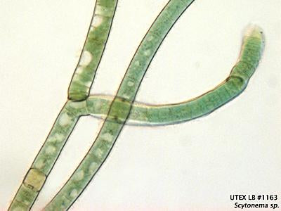 UTEX LB 1163 Scytonema sp. | UTEX Culture Collection of Algae