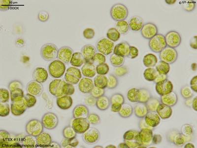 UTEX B 1180 Chlorosarcinopsis gelatinosa | UTEX Culture Collection of Algae