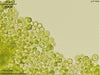 UTEX B 1180 Chlorosarcinopsis gelatinosa | UTEX Culture Collection of Algae