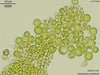 UTEX 1181 Friedmannia israeliensis | UTEX Culture Collection of Algae