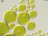 UTEX 1182 Spongiochloris incrassata | UTEX Culture Collection of Algae