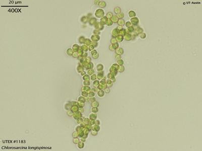UTEX B 1183 Chlorosarcina longispinosa | UTEX Culture Collection of Algae