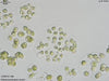 UTEX B 1186 Chlorosarcinopsis eremi | UTEX Culture Collection of Algae