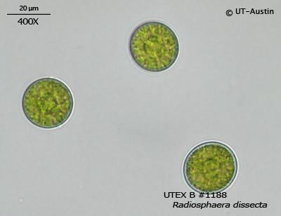 <strong>UTEX B 1188</strong> <br><i>Radiosphaera dissecta</i>