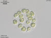 UTEX 1198 Eudorina elegans | UTEX Culture Collection of Algae