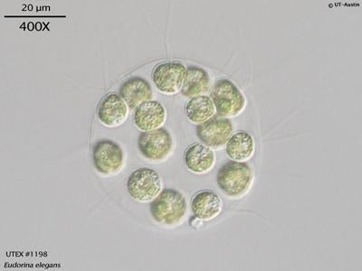 UTEX 1198 Eudorina elegans | UTEX Culture Collection of Algae