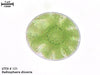 UTEX B 121 Radiosphaera dissecta | UTEX Culture Collection of Algae