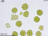 UTEX LB 1221 Eudorina unicocca var. peripheralis | UTEX Culture Collection of Algae