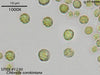 UTEX 1230 Chlorella sorokiniana | UTEX Culture Collection of Algae