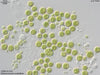 UTEX 1233 Chlorococcum scabellum | UTEX Culture Collection of Algae