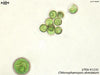 UTEX 1235 Chlorosphaeropsis alveolatum | UTEX Culture Collection of Algae